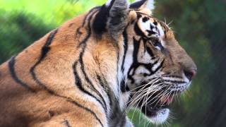 Furthest from the Wild 2014 Trailer