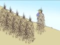 Vetiver and the Case of Eroding Soil - animation