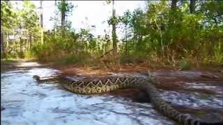 Worlds Deadliest Animals North America