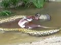Huge Anaconda Eats A Cow images Huge Anaconda Eats A Cow