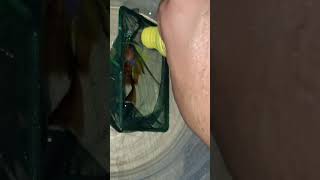 Mantar Olan Balık Nasıl Anlaşılır