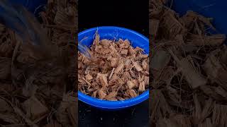 How To Planting Orchids How To Grow Orchids In A Pot How To Care Orchids
