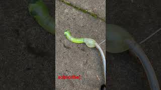 Filling Snake Up With Water