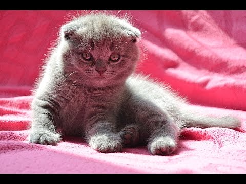 Уход за британскими котятами с одного месяца Уход за британскими котятами с одного месяца