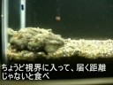 日本海の幸動画-02