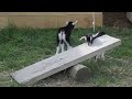 Day-old Baby Goats Playing on a See-saw