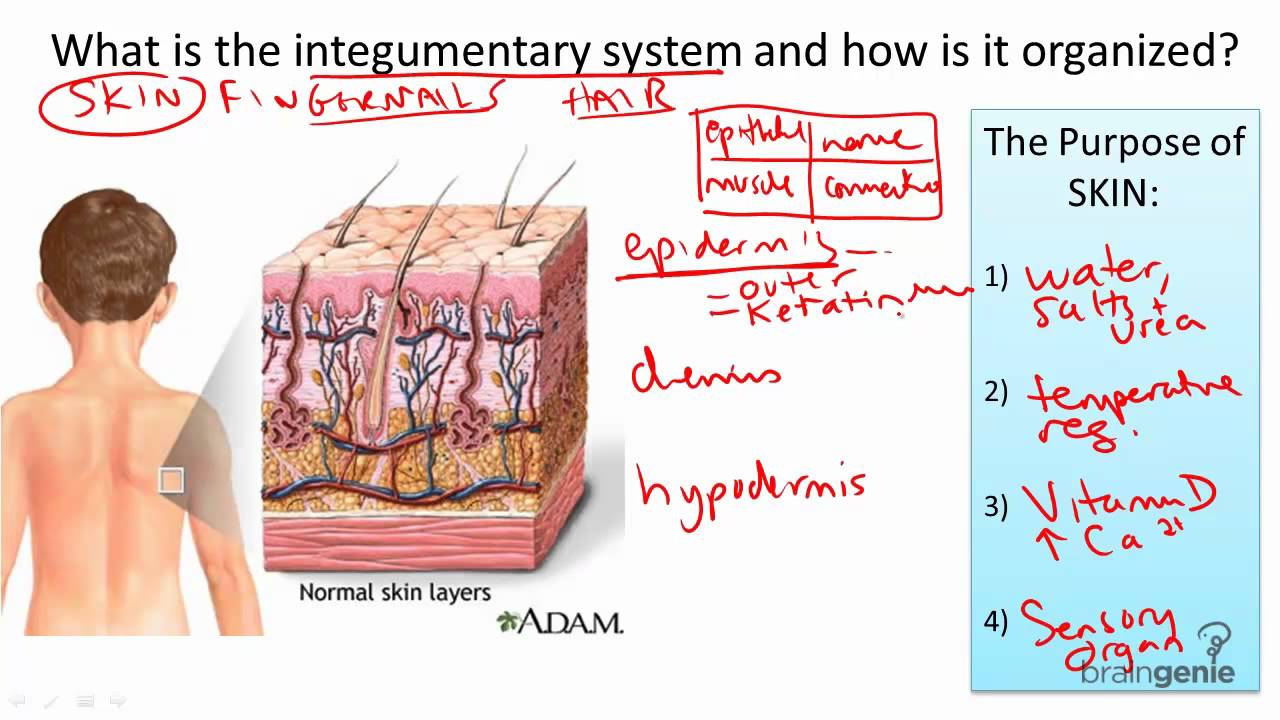 8.9 Integumentary System Structure and Function - YouTube