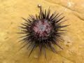 sea urchin flipping