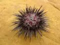 sea urchin flipping