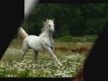 Video Лошади