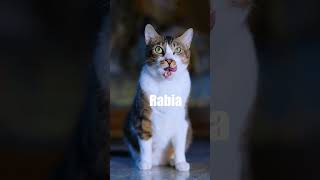Rabia