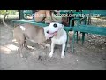 dog mating video