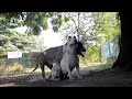 dog mating video