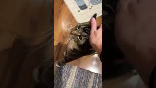 Video Of Adoptable Pet Named Nixi
