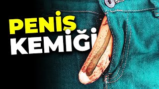 Neden Kemiğimiz Yok?