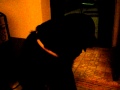 cani punk