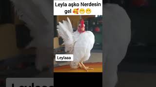 Leyla Diyen Horoz
