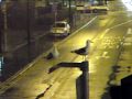 Chat (bird)