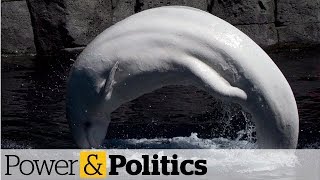 Whale and dolphin captivity ban closer after bill passes Senate | Power & Politics