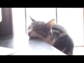 あごを乗せる猫 - Cat Chin Rest -