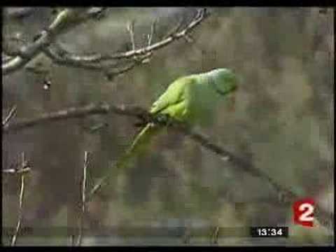 Parakeets invade London / Les Perruches envahissent Londres Parakeets invade London / Les Perruches envahissent Londres