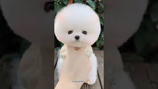 cute puppy lovers,♥️♥️♥️#trending #youtubeshorts #shorts #short #viral #puppy