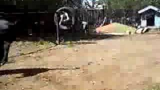 Pitbull Treadmill Crack Fighterbulls Kennel