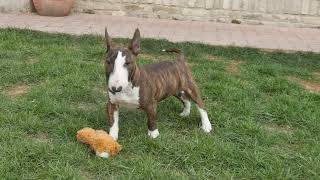 Vito - Miniature Bull Terrier