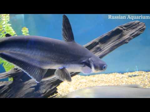 Харьковский океанариум Немо - Акулий сом Pangasius sutchi Fowler
