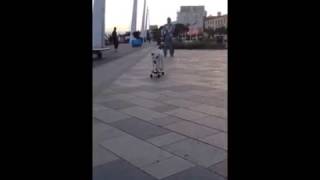 Staffordshire Bull Terrier Is A Skateboarding Pro