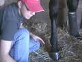 Tips of the Trade: Wrapping Stall Bandages -- USTA Harness Racing