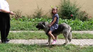Riding Dog