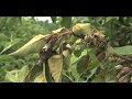 Apple Fire Blight