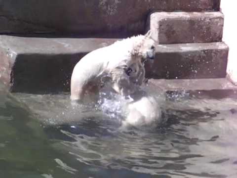 レニングラード動物園：シロクマ