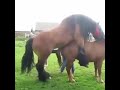 Big horse mating video || animal mating video