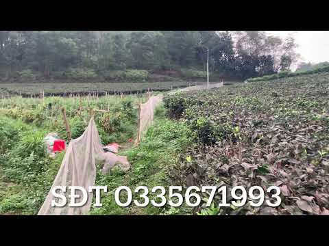 Đất TP Thái Nguyên, DT 14.000m2, có 400m2 thổ cư, 3.200m2 vườn, 2.300 ruộng, 7.000m2 RSX