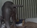 Mujer mantenia relaciones con su perro wife and dog - سكس حيوانات