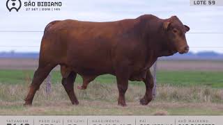 LOTE 59 - TOUROS BRANGUS - LEILÃO VIRTUAL SÃO BIBIANO 2020