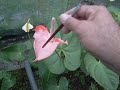 cultivo anturios