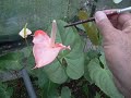 cultivo anturios