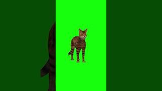 Green Screen Cat