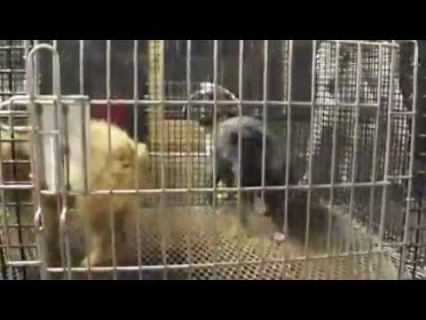puppy mills in ohio farmerstown ohio travel puppy mills in ohio farmerstown ohio travel