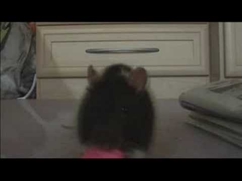 bieber eating a twiglet. This rat (Twiglet) plays fetch. This rat (Twiglet) plays fetch