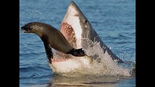 Shark Attacks 2020 Shark Attack Video