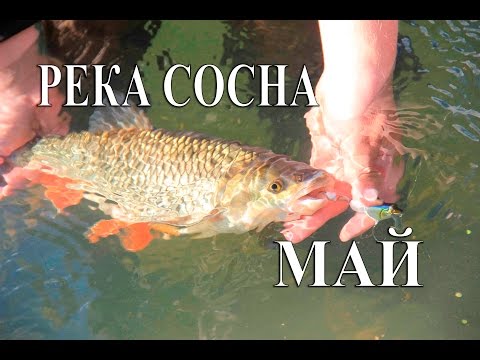 ловля голавля на сосне ловля голавля на сосне