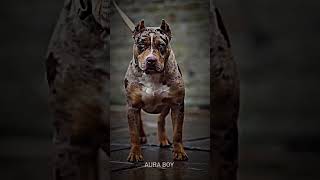 Big Dog Transformation