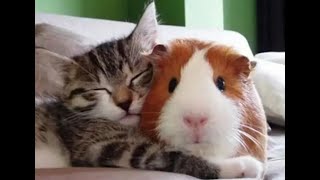 😺 Ты мой сладкий!🐕 Подборка смешного видео с животными для хорошего настроения! 😺