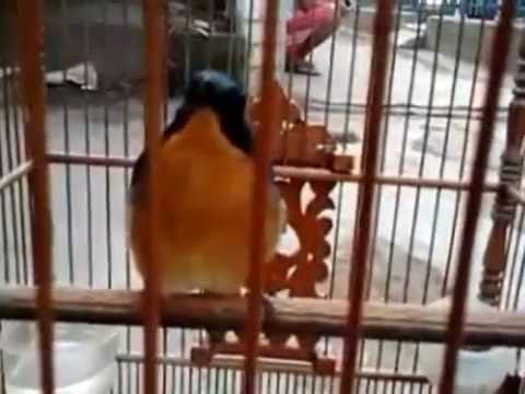 VIDEO : burung tledekan   anis binbin - burung tledekanburung tledekananis binbin. ...