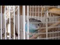 Un Named Budgie Singing Chirping Ing Extended Edition images Un Named Budgie Singing Chirping Ing Extended Edition