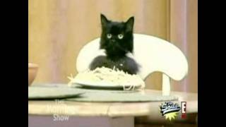 Watch Parry Gripp Spaghetti Cat video